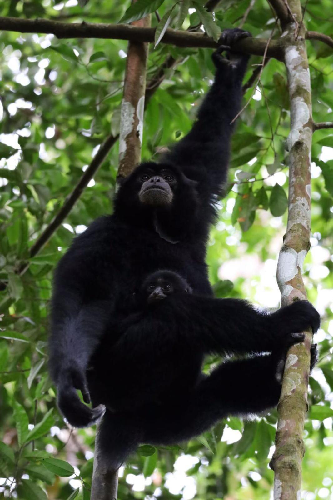 R5 Keramba Inn Bukit Lawang Kültér fotó