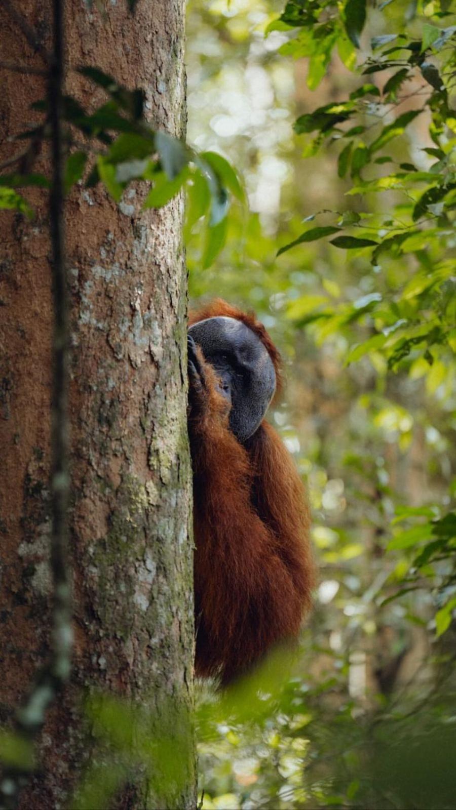 R5 Keramba Inn Bukit Lawang Kültér fotó