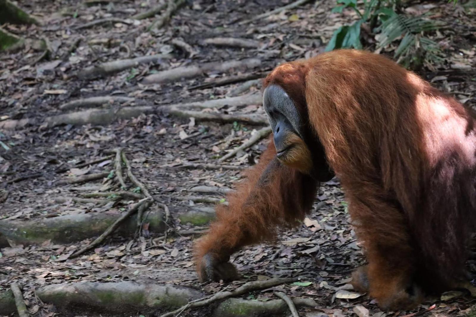 R5 Keramba Inn Bukit Lawang Kültér fotó