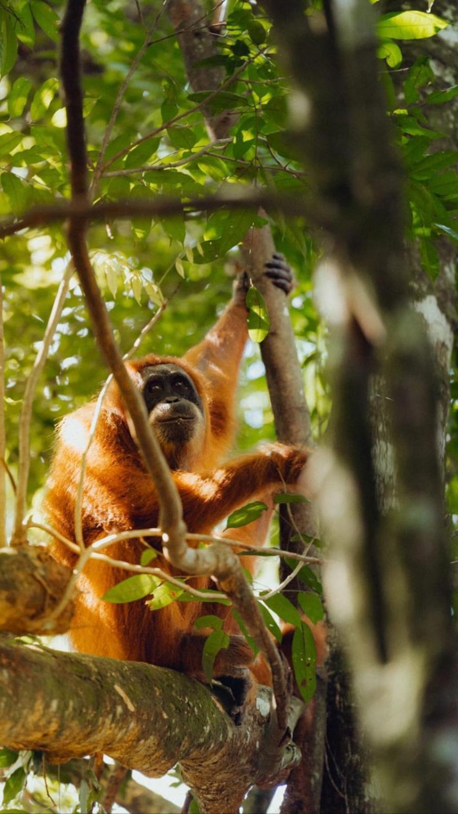 R5 Keramba Inn Bukit Lawang Kültér fotó